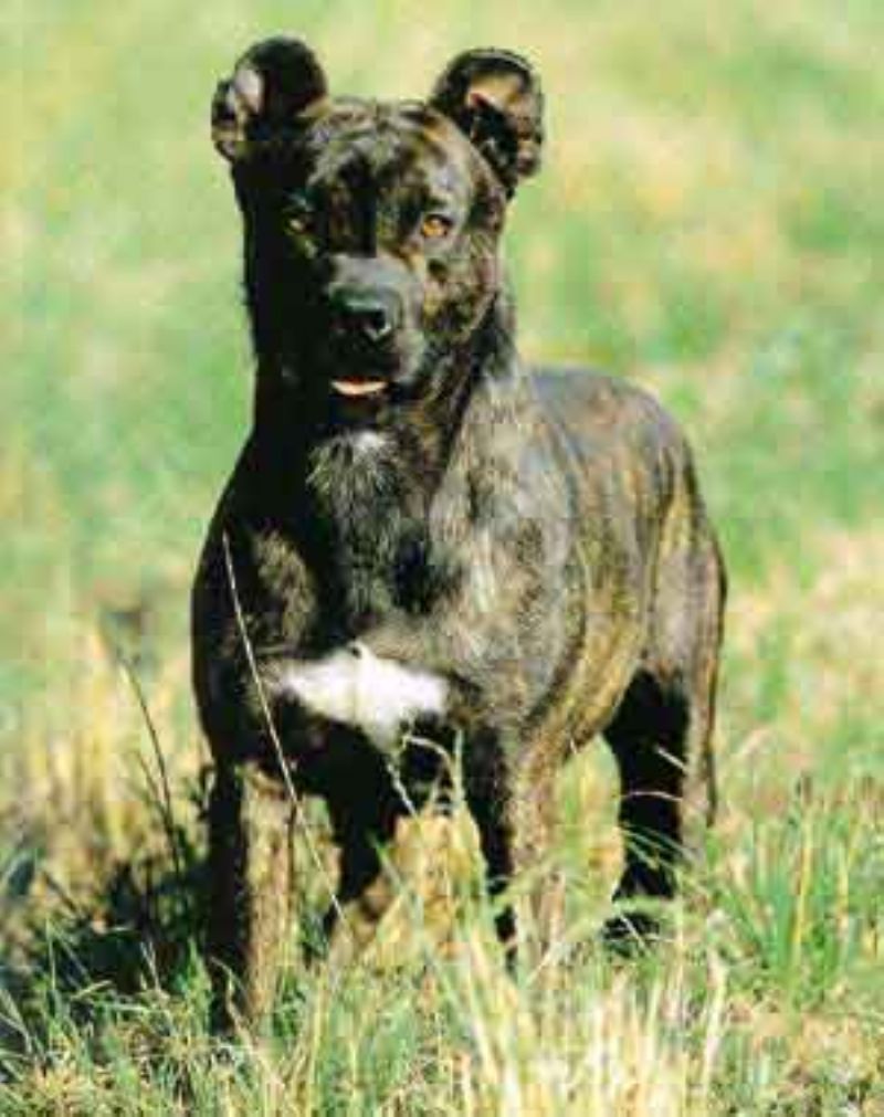 Azores Cattle Dog