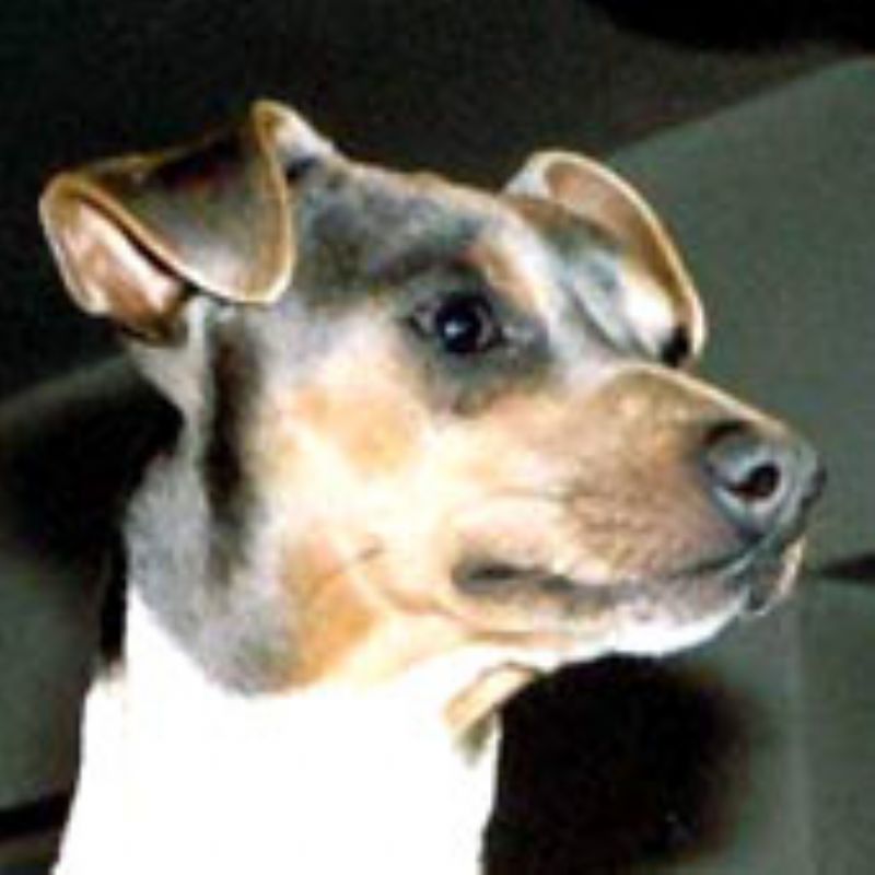 Bilde av Brasiliansk-Terrier, nr 2044. 