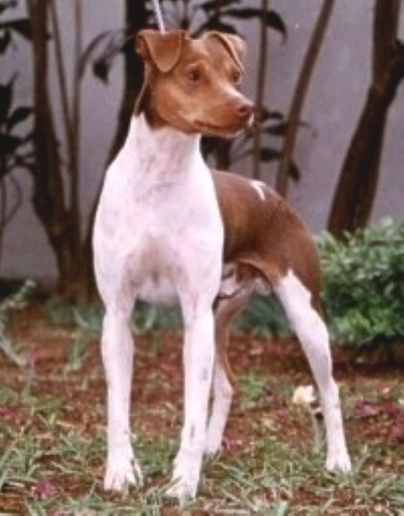 Bilde av Brasiliansk-Terrier, nr 2045. 