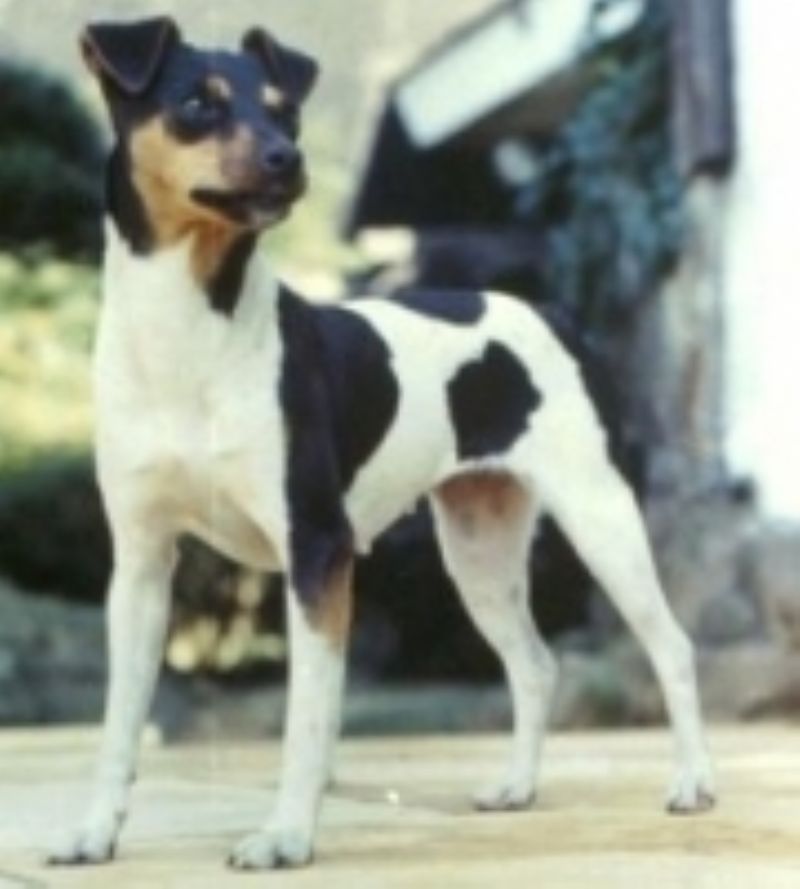 Bilde av Brasiliansk Terrier, nr 2036. 