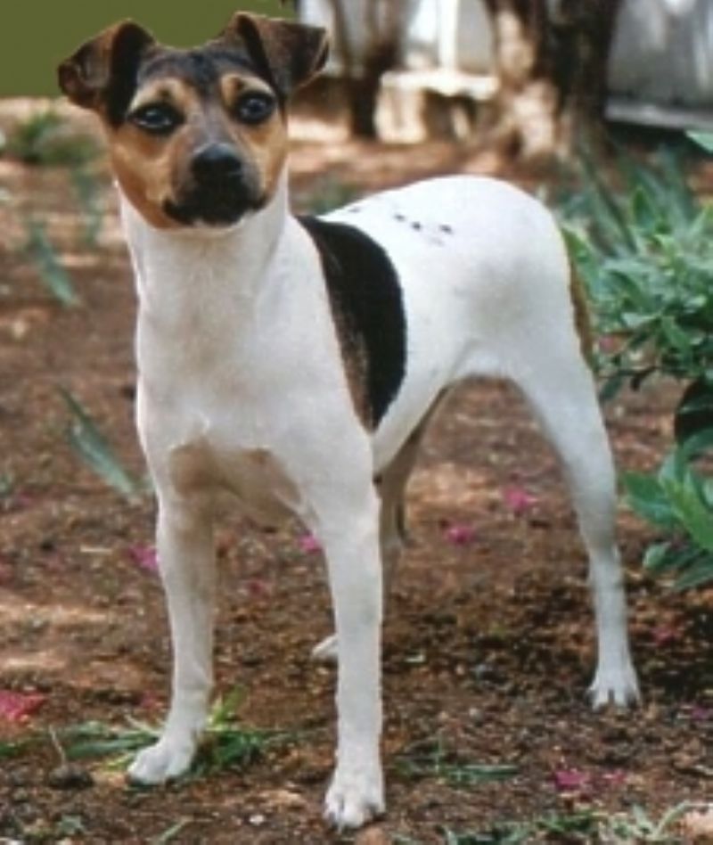 Bilde av Brasiliansk Terrier, nr 2046. 