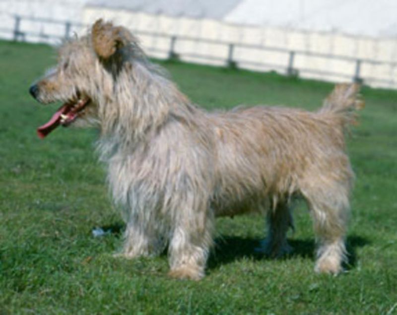 Irish Glen Of Imaal Terrier