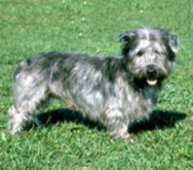 Irish Glen Of Imaal Terrier