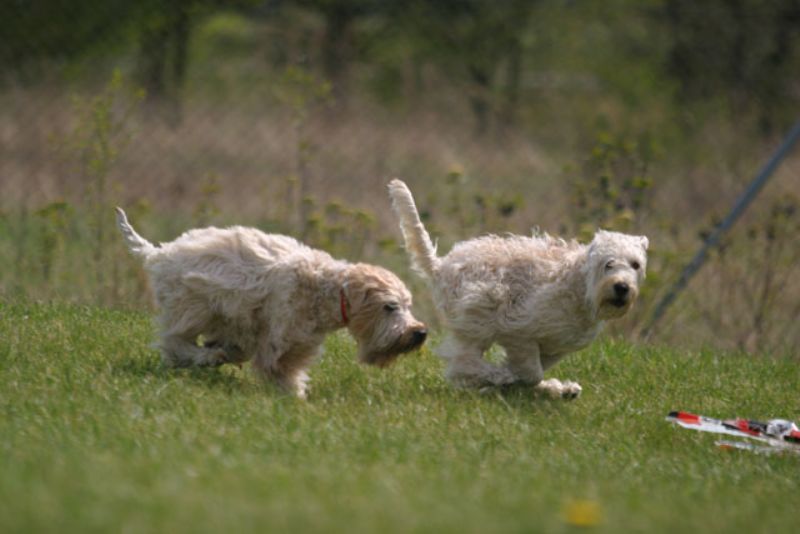 Bilde av Irish-Softcoated-Wheaten-Terrier, nr 8063. 