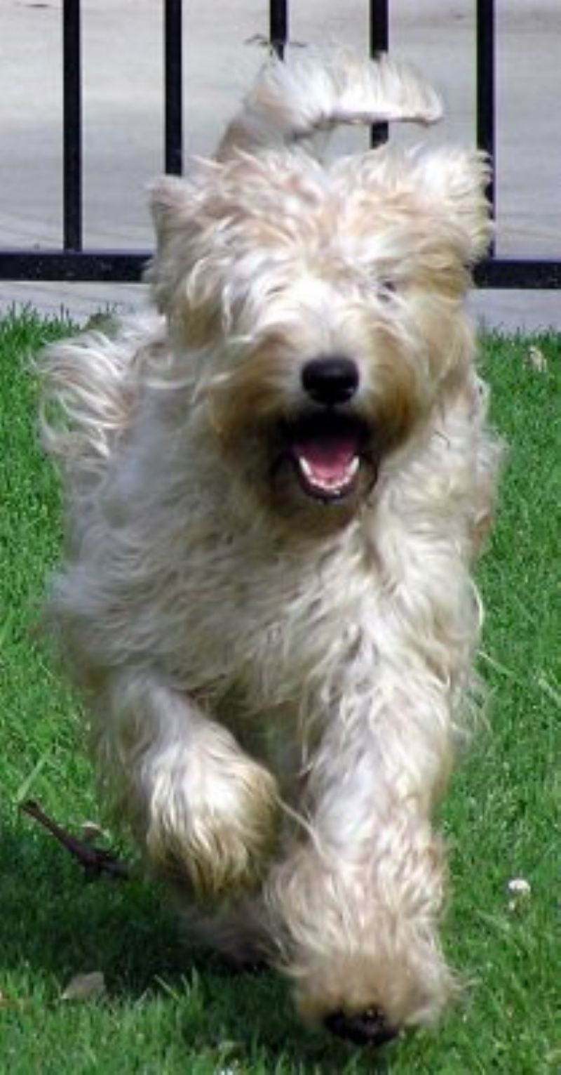 Bilde av Irish-Softcoated-Wheaten-Terrier, nr 2944. 