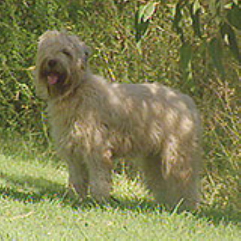 Bilde av Irish-Softcoated-Wheaten-Terrier, nr 2946. 