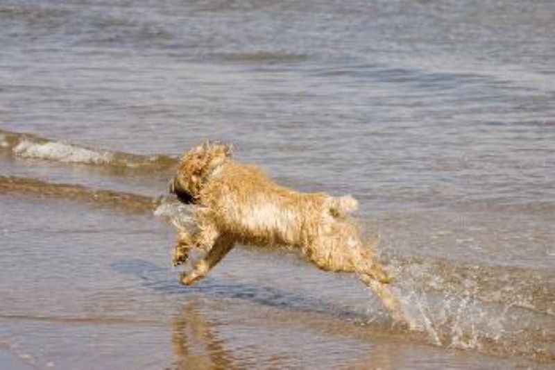 Bilde av Irish-Softcoated-Wheaten-Terrier, nr 8064. 
