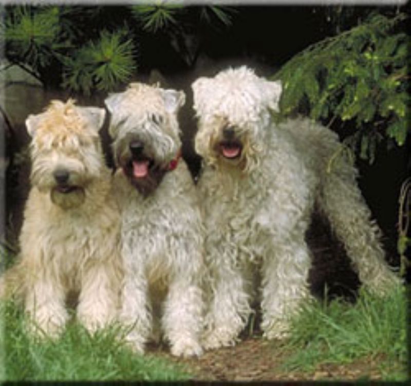 Bilde av Irish Softcoated Wheaten Terrier, nr 2935. 