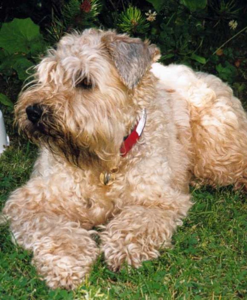 Bilde av Irish Softcoated Wheaten Terrier, nr 2945. 