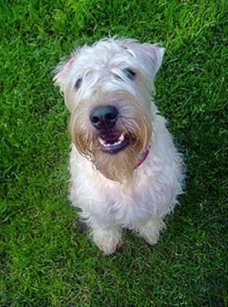 Bilde av Irish Softcoated Wheaten Terrier, nr 2941. 
