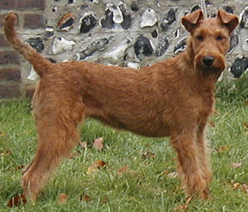 Bilde av Irsk-Terrier, nr 4728. 