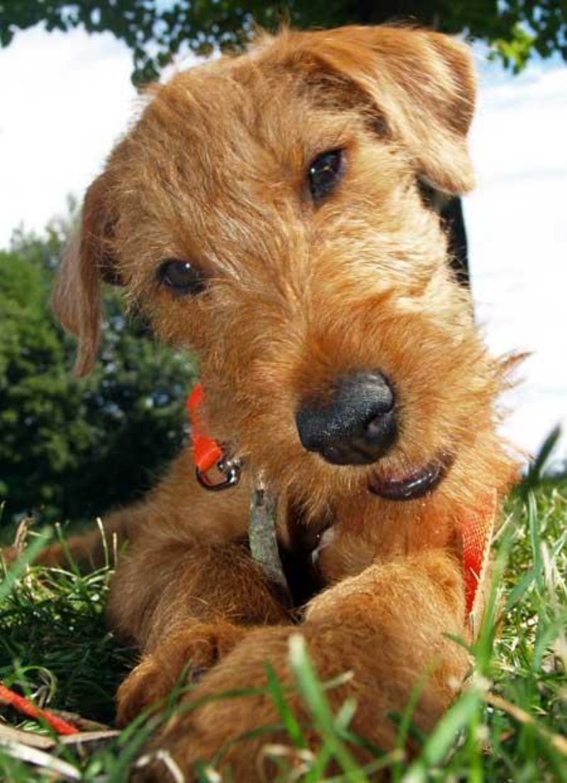 Bilde av Irsk Terrier, nr 6499. 