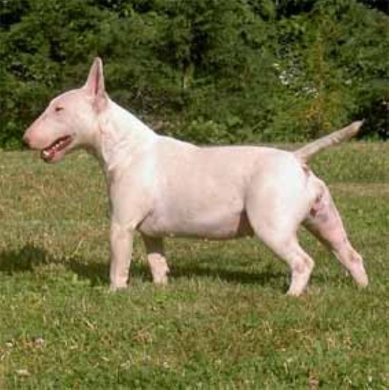 Bilde av Miniature Bull Terrier, nr 3430. 