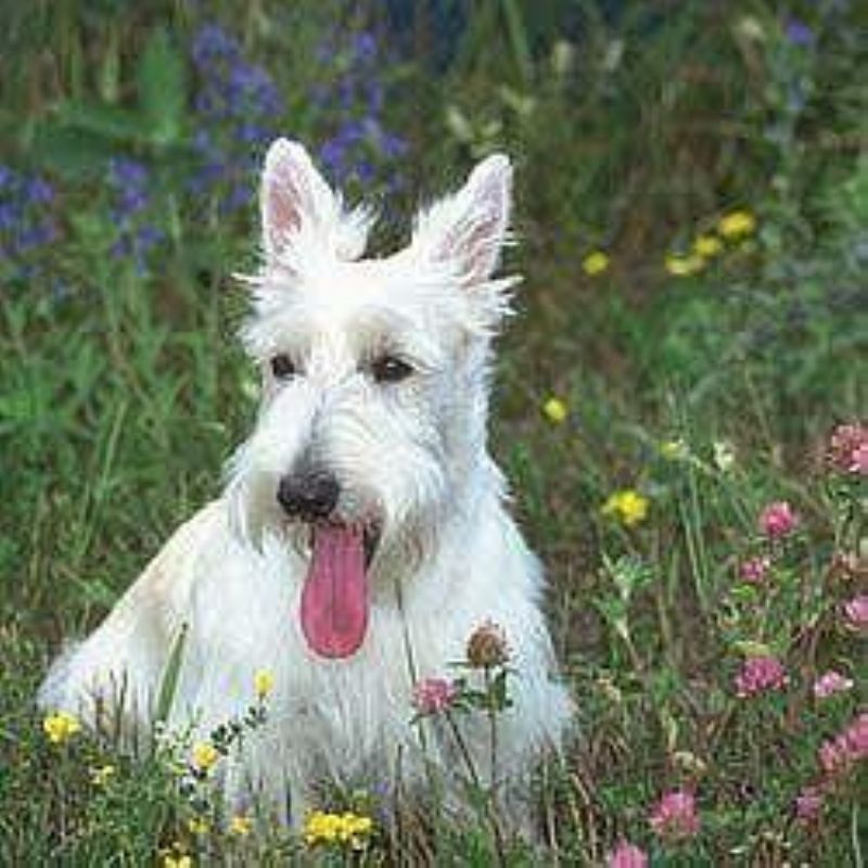 Bilde av Skotsk Terrier, nr 4370. 