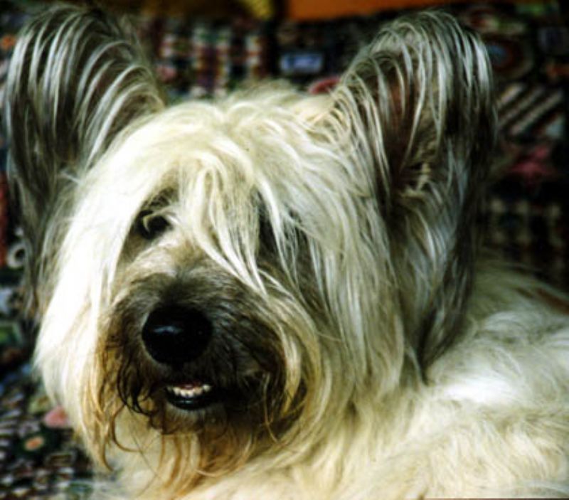 Bilde av Skye Terrier, nr 4397. 