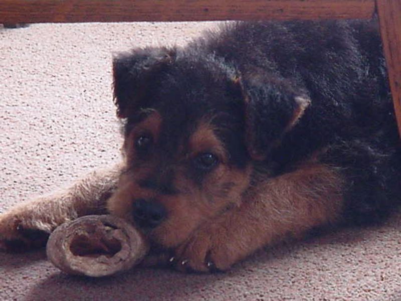 Bilde av Welsh Terrier, nr 3644. 