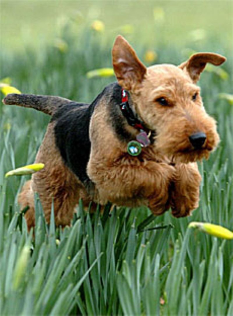 Bilde av Welsh Terrier, nr 3651. 