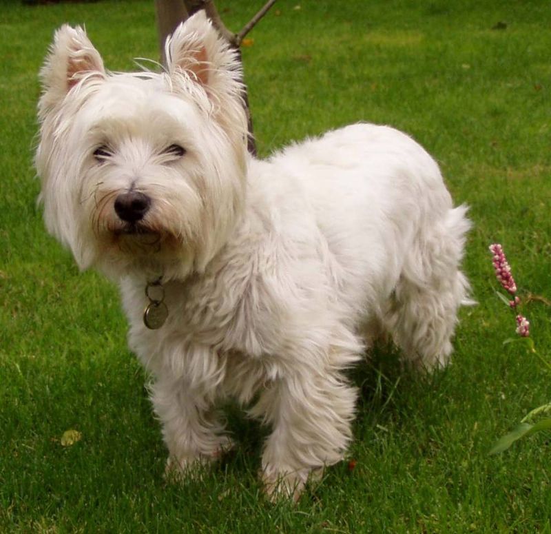 Bilde av West Highland White Terrier, nr 3627. 