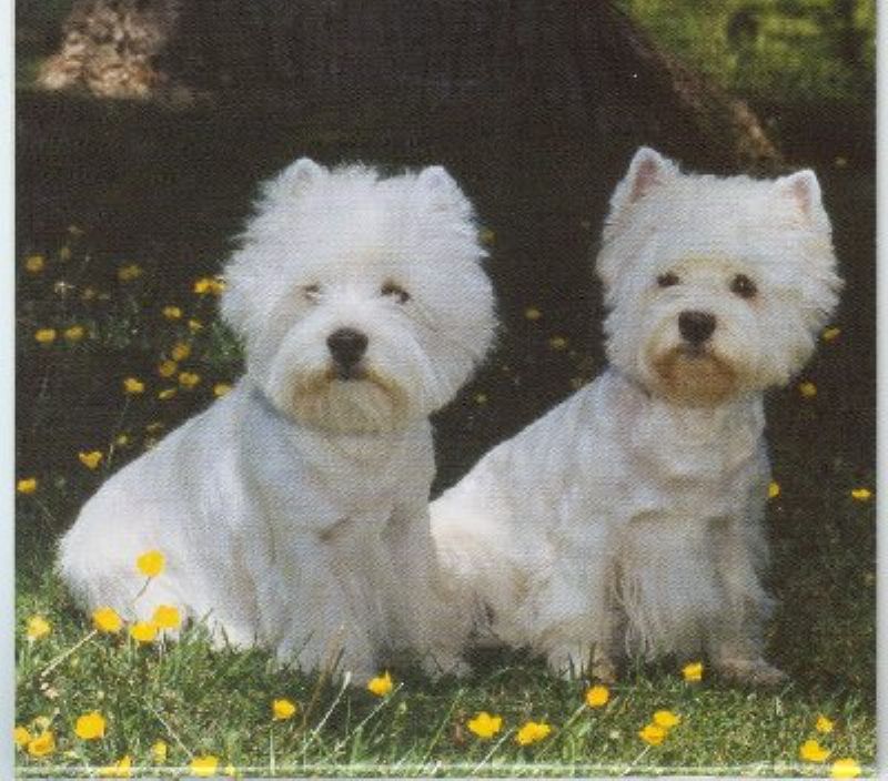 Bilde av West Highland White Terrier, nr 3626. 