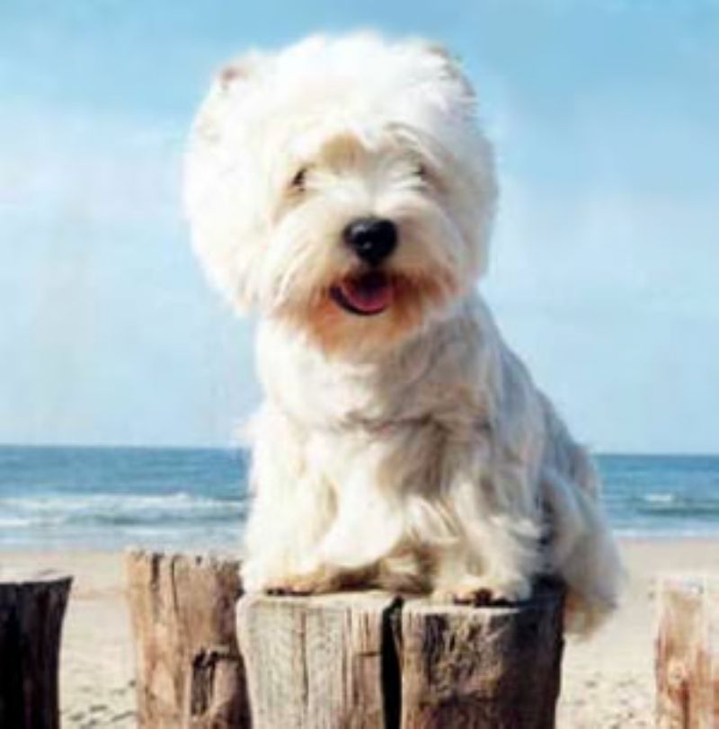 Bilde av West Highland White Terrier, nr 3623. 