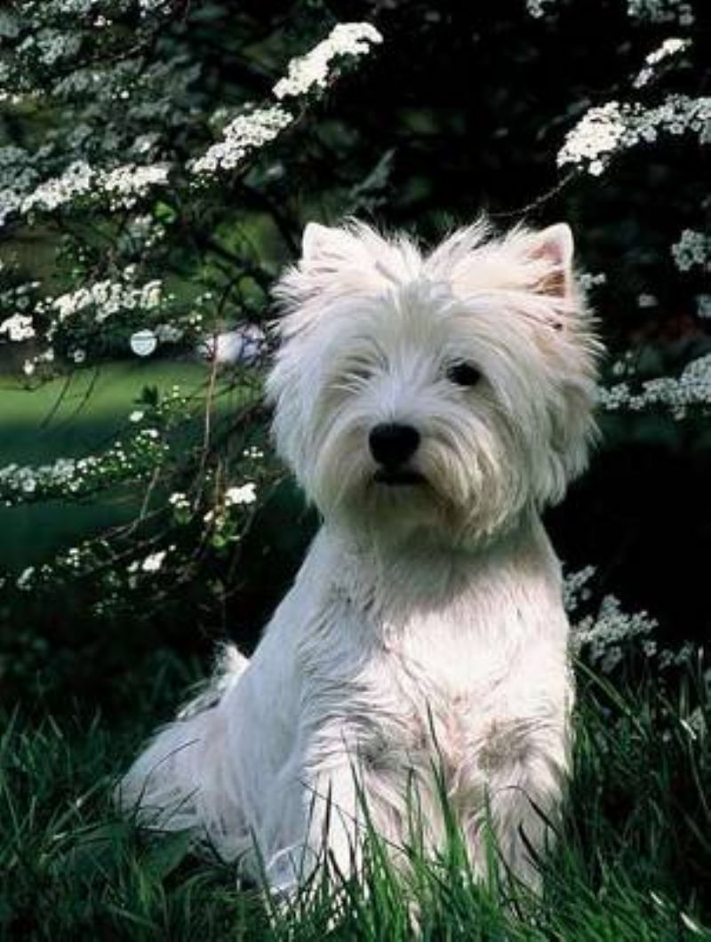 Bilde av West Highland White Terrier, nr 3628. 