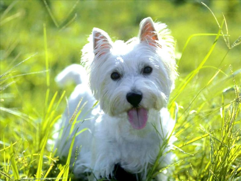 Bilde av West Highland White Terrier, nr 3633. 