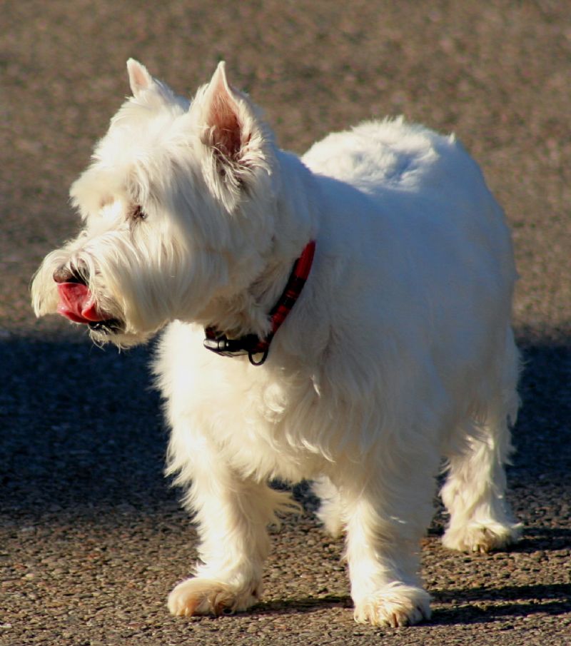 Bilde av West Highland White Terrier, nr 3630. 
