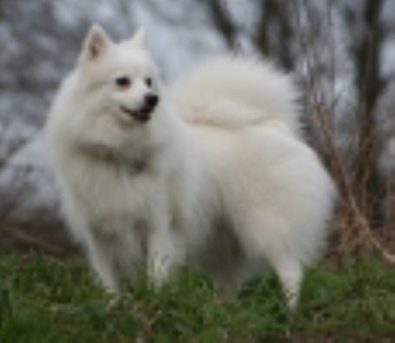 Bilde av Japansk Spisshund, nr 3186. 