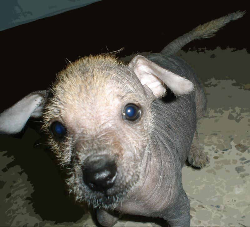 Bilde av Mexikansk Nakenhund, nr 3404. 