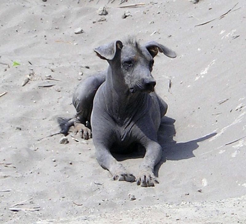 Peruviansk Nakenhund