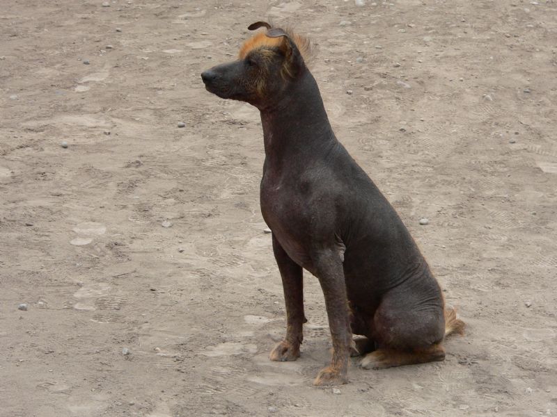 Bilde av Peruviansk Nakenhund, nr 3502. 