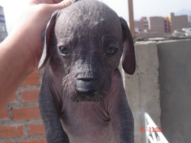 Peruviansk Nakenhund