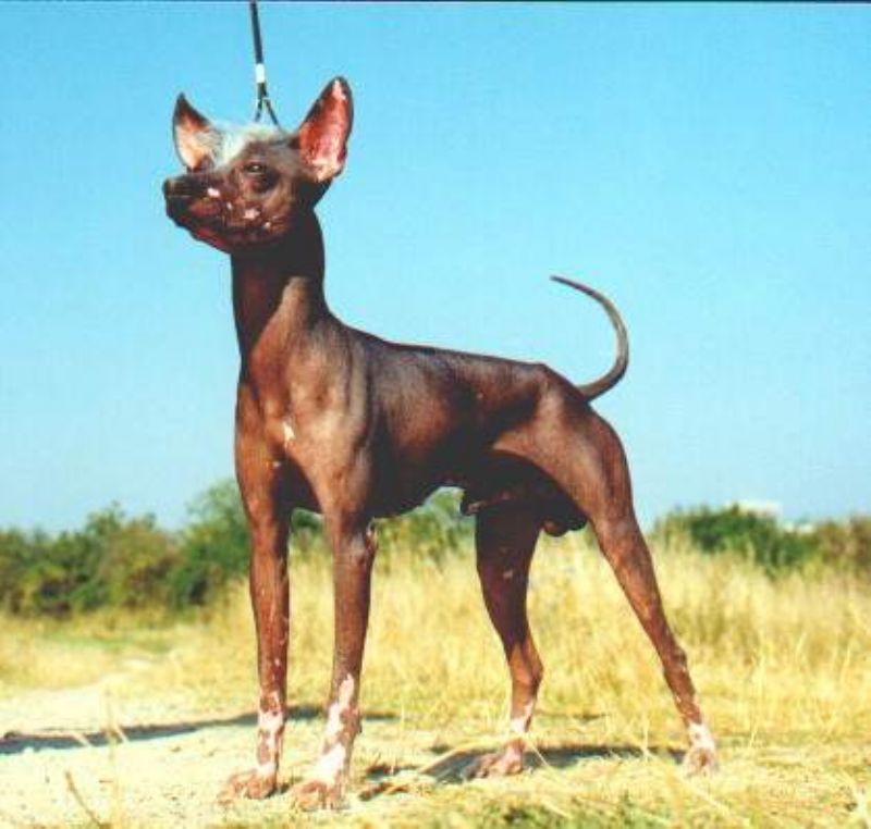 Bilde av Peruviansk Nakenhund, nr 3504. 