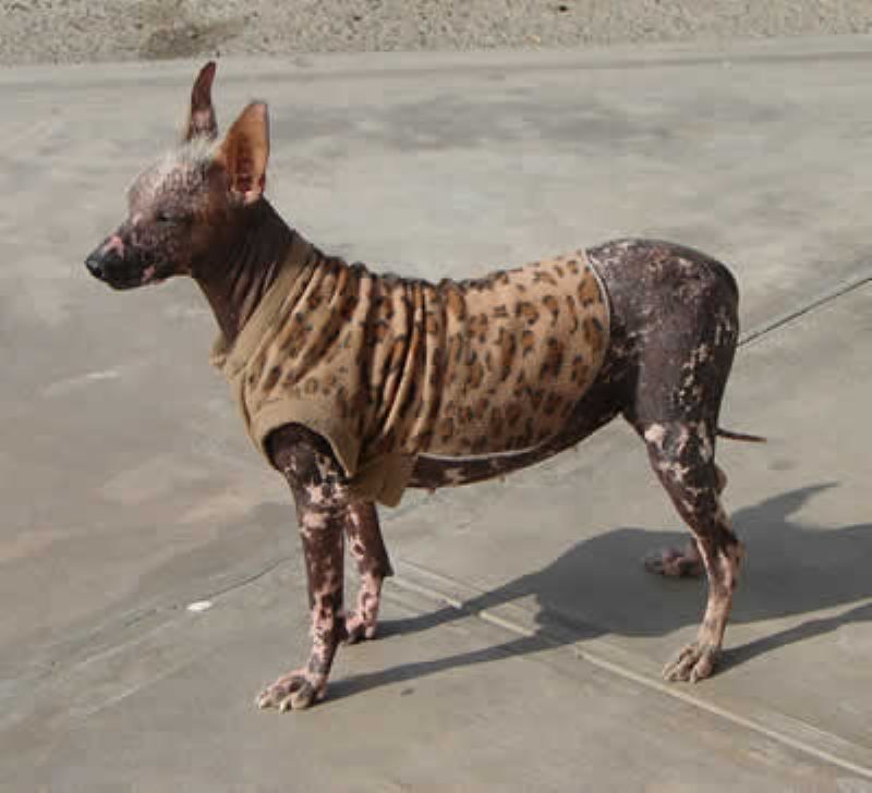 Bilde av Peruviansk Nakenhund, nr 3503. 