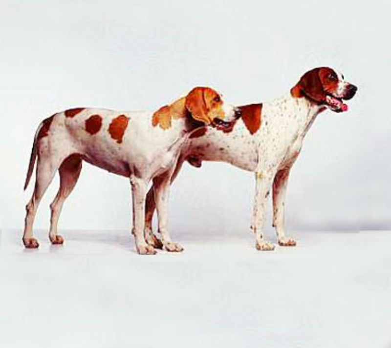 Bilde av Amerikansk-Foxhound, nr 1452. 