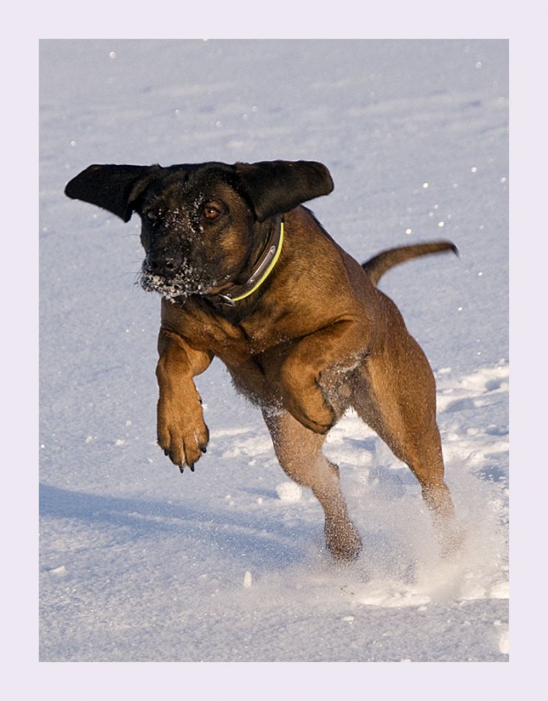 Bilde av Bayersk Viltsporhund, nr 5339. 