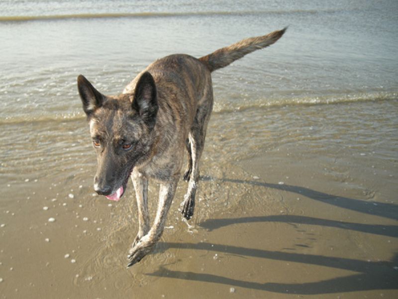 Bilde av Hollandsk-Gjeterhund, nr 6382. 