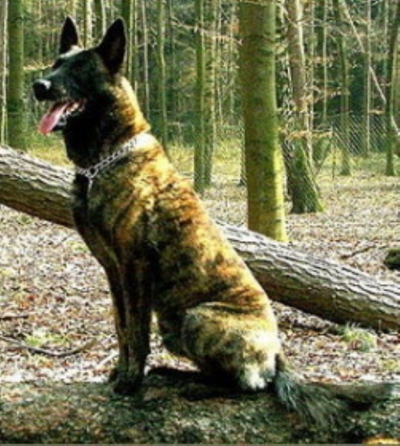 Bilde av Hollandsk Gjeterhund, nr 6380. 