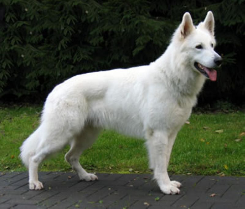 Hvit Gjeterhund