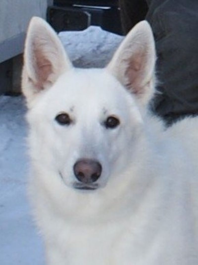 Bilde av Hvit Gjeterhund, nr 8692. Bella fra Jeppetollern Kennel