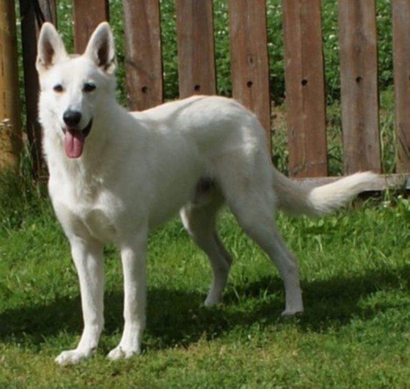 Bilde av Hvit Gjeterhund, nr 8690. Buck fra Jeppetollern Kennel