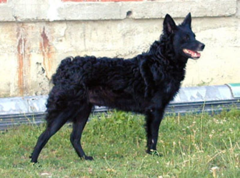 Bilde av Kroatisk-Gjeterhund, nr 6596. 