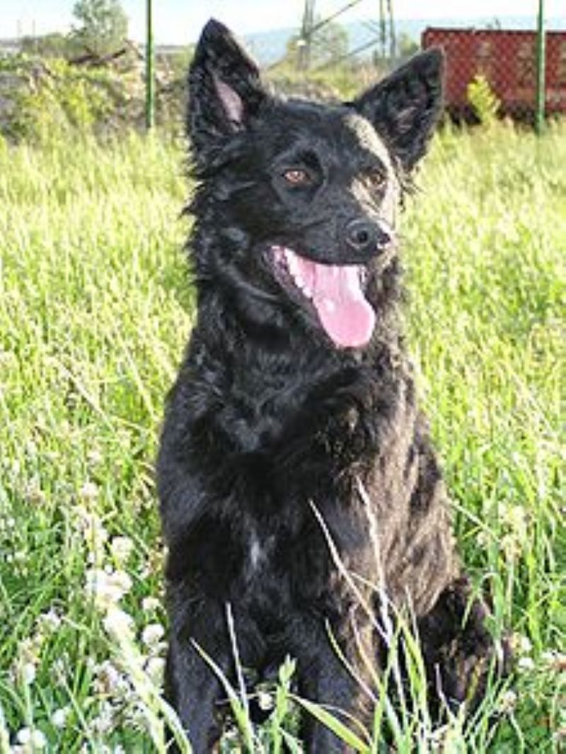 Bilde av Kroatisk-Gjeterhund, nr 6589. 