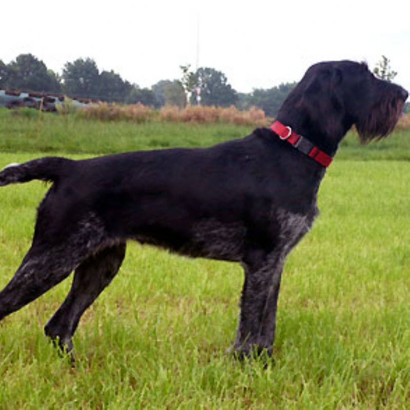 Bilde av Fransk Vorstehhund Strihåret, nr 3999. 