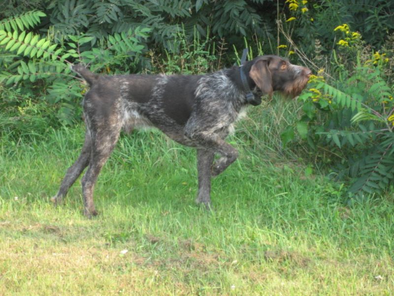 Bilde av Fransk Vorstehhund Strihåret, nr 4001. 