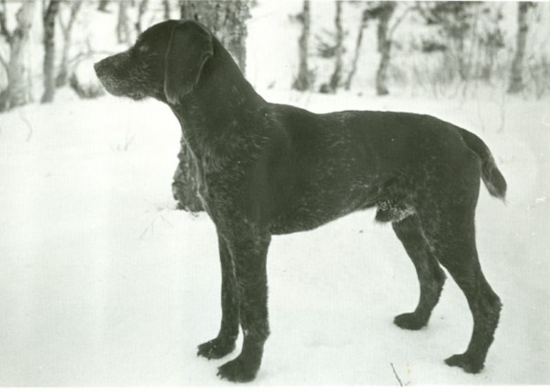 Bilde av Fransk Vorstehhund Strihåret, nr 4006. 