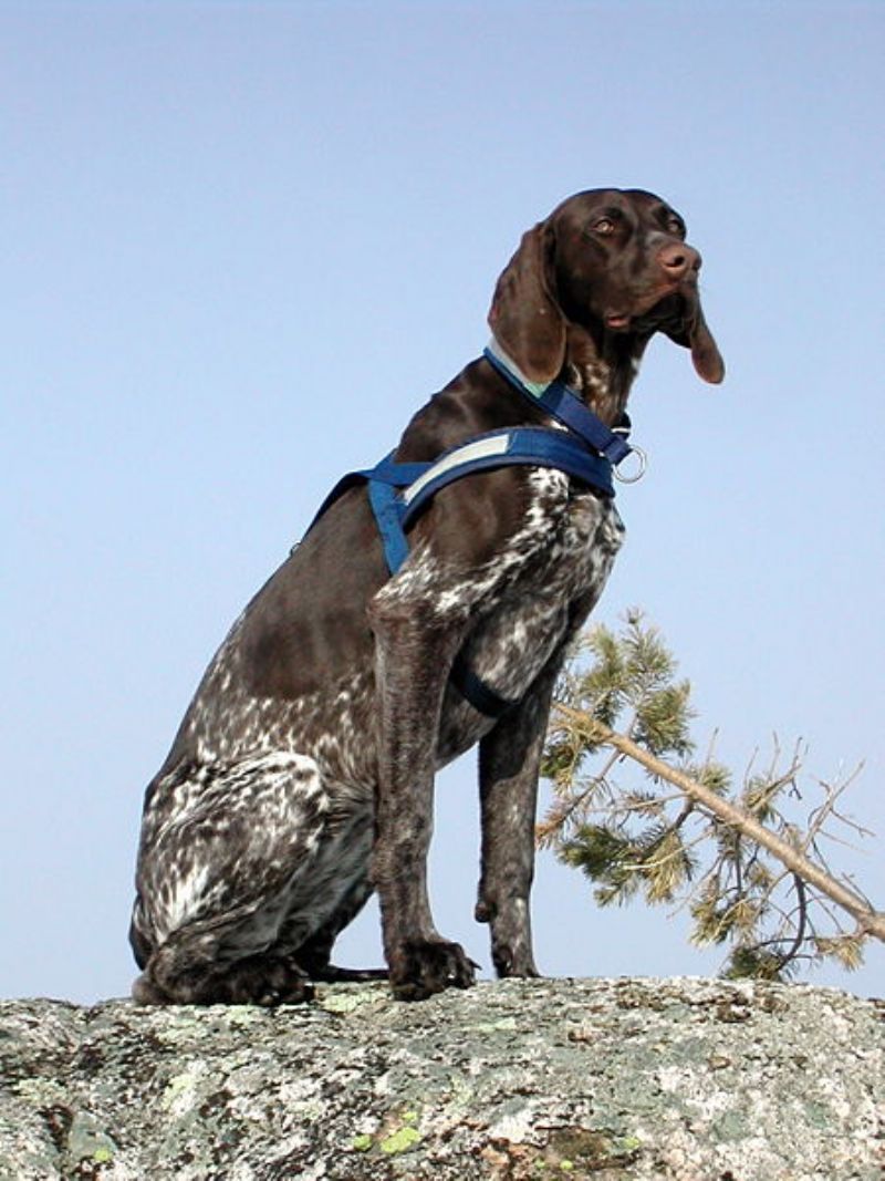 Bilde av Fransk-Vorstehhund-Ullpelset, nr 3775. 