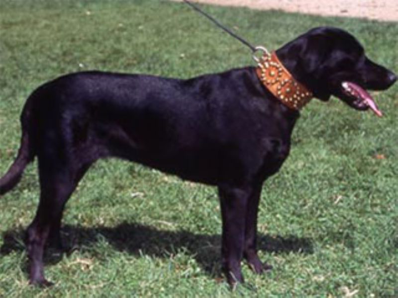 Bilde av Mallorcansk Gjeterhund, nr 287. 