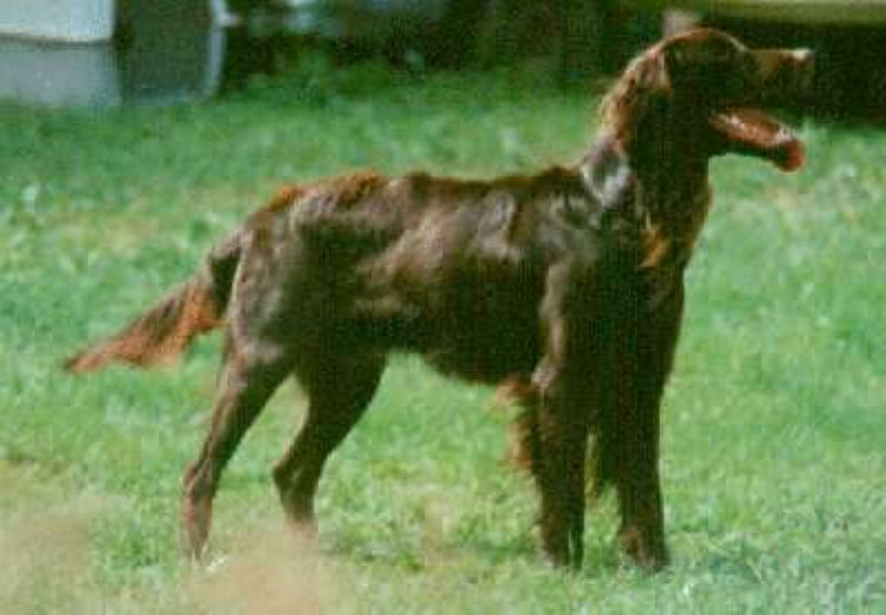 Bilde av Vorstehhund Langhåret, nr 4317. 