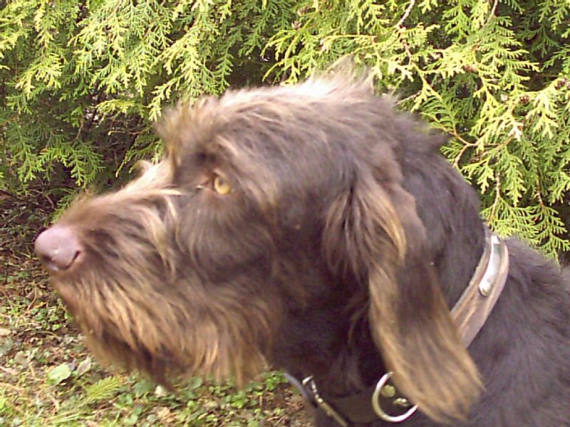 Bilde av Vorstehhund-Stikkelharet, nr 3701. 
